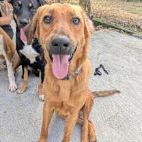 Thumbnail photo of Laguna (Foster-to-Adopt) #2