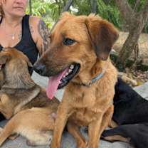 Thumbnail photo of Laguna (Foster-to-Adopt) #3