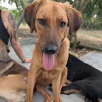 Thumbnail photo of Laguna (Foster-to-Adopt) #4