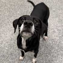 Thumbnail photo of BILLIE #2