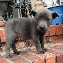 Thumbnail photo of Clyde #1