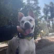 Thumbnail photo of Simba #1