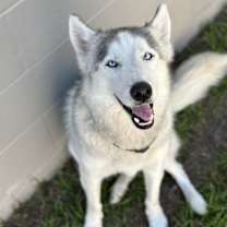 Thumbnail photo of Padme #2