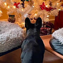 Thumbnail photo of Ruby #2