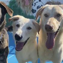 Thumbnail photo of Bella Lab #4