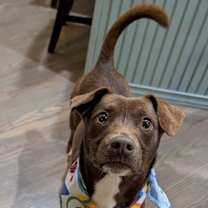 Thumbnail photo of Brownie #1