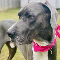 Thumbnail photo of Zeus #1