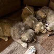 Thumbnail photo of Super Bowl Snacks:  Queso #2