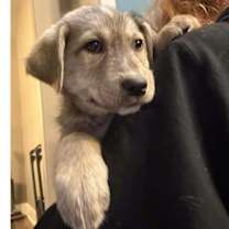 Thumbnail photo of Super Bowl Snacks: Salsa #1