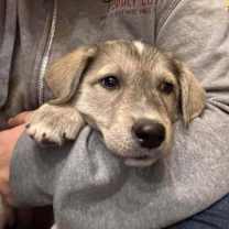 Thumbnail photo of Super Bowl Snacks: Salsa #3