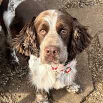 Thumbnail photo of Breckin #1