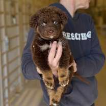 Thumbnail photo of Moose #1