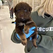 Thumbnail photo of Moose #2