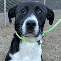 Thumbnail photo of Socks #1