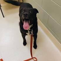 Thumbnail photo of Fluffy #1