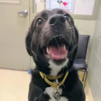 Thumbnail photo of Fluffy #2