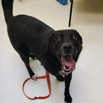 Thumbnail photo of Fluffy #3