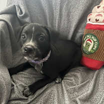 Thumbnail photo of Mia #1