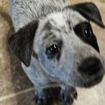 Thumbnail photo of Piranha #3