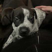 Thumbnail photo of Murphy #3