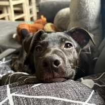 Thumbnail photo of LEVEN #3