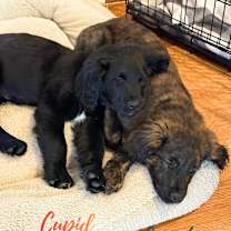 Thumbnail photo of Reindeer Litter II: Cupid #3