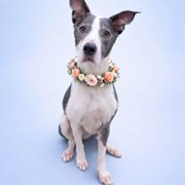 Thumbnail photo of Lola #3