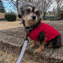 Thumbnail photo of Sugar Plum #1