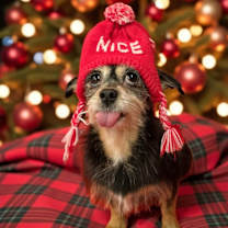 Thumbnail photo of Sugar Plum #2