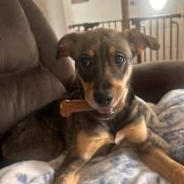 Thumbnail photo of Coco #1