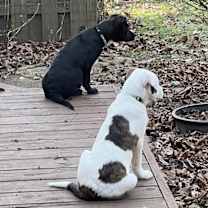 Thumbnail photo of Casserole #2