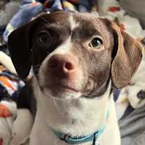 Thumbnail photo of Pepper #1