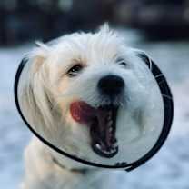 Thumbnail photo of Benny #2