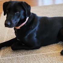 Thumbnail photo of Bonnie #1