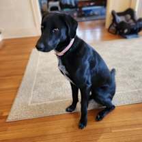 Thumbnail photo of Bonnie #3