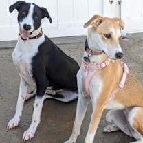 Thumbnail photo of Nopal #2