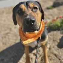 Thumbnail photo of RALPHIE #2