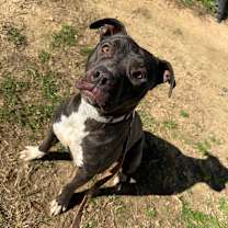 Thumbnail photo of Hamsomia 1310 #1