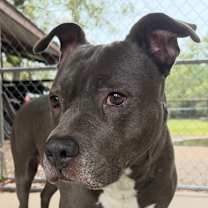 Thumbnail photo of Turk #4