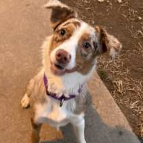 Thumbnail photo of Jitterbug #1