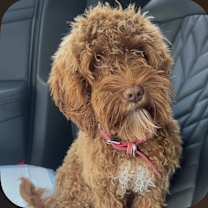 Thumbnail photo of Ellie #1