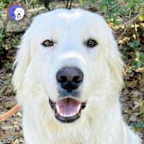 Thumbnail photo of Dasher #1