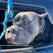 Thumbnail photo of Snow Goose #2