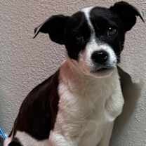 Thumbnail photo of Ozzy #2