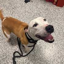 Thumbnail photo of Ace #1