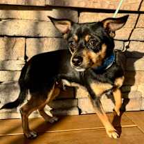 Thumbnail photo of Abel #3