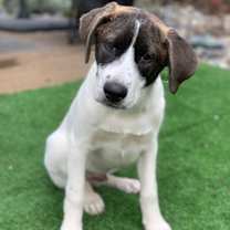 Thumbnail photo of Muffin Handsome and Sweet Breakfast Bunch #2