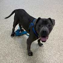 Thumbnail photo of Pinky #3