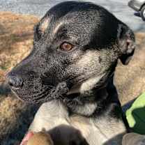 Thumbnail photo of Flounder #2