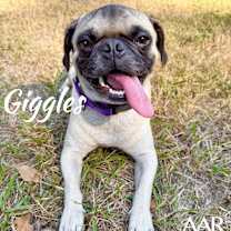 Thumbnail photo of Giggles #4